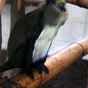 Lowe's mona monkey (Cercopithecus lowei)