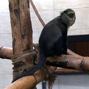 Lowe's mona monkey (Cercopithecus lowei)
