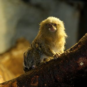Eastern pygmy marmoset (Cebuella pygmaea niveiventris)