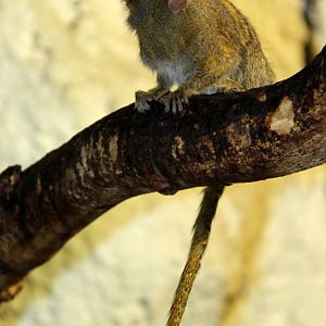 Eastern pygmy marmoset (Cebuella pygmaea niveiventris)