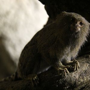 Eastern pygmy marmoset (Cebuella pygmaea niveiventris)