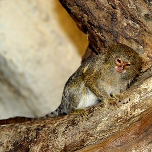 Eastern pygmy marmoset (Cebuella pygmaea niveiventris)