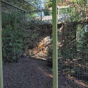 Aviary Jungle myna - Grey peacock-pheasant (Sep 2nd, 2018)