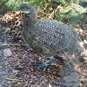 Grey peacock-pheasant (Polyplectron bicalcaratum), Sep 2nd, 2018