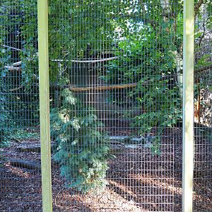 Aviary white-crowned hornbill (Sep 2nd, 2018)