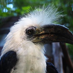 White-crowned hornbill (Berenicornis comatus), Sep 2nd, 2018