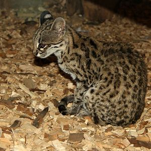 oncilla (Leopardus tigrinus)