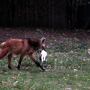 maned wolf (Chrysocyon brachyurus) feeding