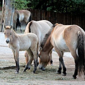 Przewalski's Horse (Equus ferus przewalskii)