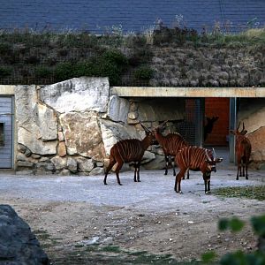bongo (Tragelaphus eurycerus)