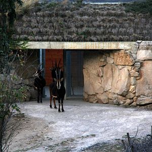 sable antelope (Hippotragus niger)