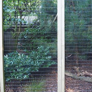 Rhinoceros hornbill - Java mouse-deer aviary (Sep 2nd, 2018)