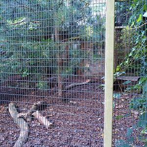 Rhinoceros hornbill - Java mouse-deer aviary (Sep 2nd, 2018)