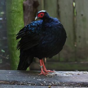 Edward's pheasant (Lophura edwardsi), Sep 2nd, 2018