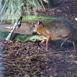 Java mouse-deer or Javan chevrotain (Tragulus javanicus), Sep 2nd, 2018