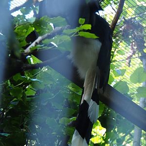 Rhinoceros hornbill (Buceros rhinoceros), Sep 2nd, 2018