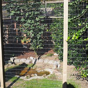 Aviary Yellow-faced myna and Satyr tragopan (Sep 2nd, 2018)