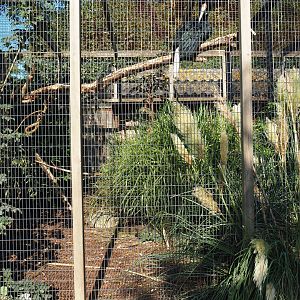 Aviary wreathed hornbill (Sep 2nd, 2018)