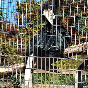 Female wreathed hornbill (Rhyticeros undulates), Sep 2nd, 2018