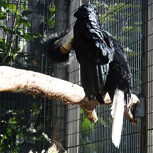 Female wreathed hornbill (Rhyticeros undulates), Sep 2nd, 2018