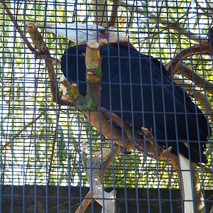 Male wreathed hornbill (Rhyticeros undulates), Sep 2nd, 2018