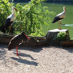 White storks (Ciconia ciconia) and black stork (C. nigra), Sep 2nd, 2018