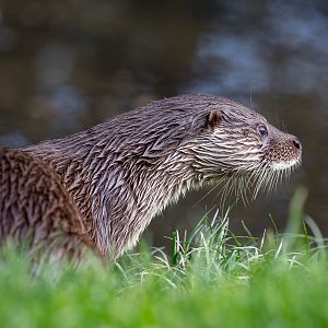 Eurasian otter : British Wildlife Centre : 05 Oct 2018