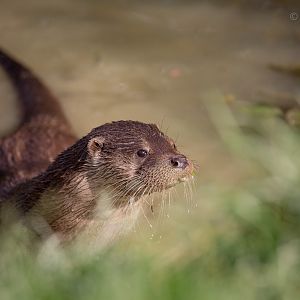 Eurasian otter : British Wildlife Centre : 05 Oct 2018