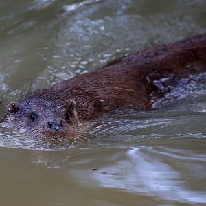 Eurasian otter : British Wildlife Centre : 05 Oct 2018