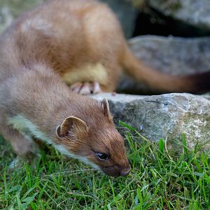 Stoat : British Wildlife Centre : 05 Oct 2018