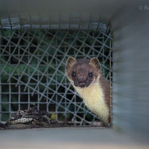 Stoat : British Wildlife Centre : 05 Oct 2018