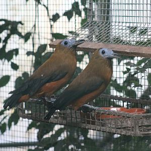 Capuchinbirds