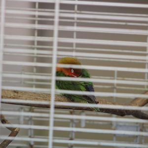 Fischer's Lovebird