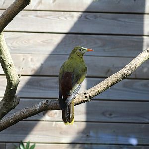 Green Oropendola