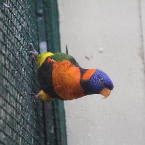 Red-Collared Lorikeet