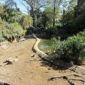 Second Pygmy Hippopotamus Exhibit