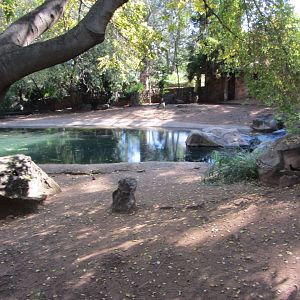 Second Pygmy Hippopotamus Exhibit