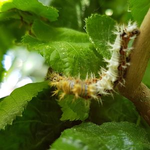 Caterpillar Polygonia c-album
