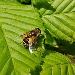 Eristalis arbustorum - Female