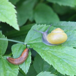 Cepaea hortensis and Arion rufus