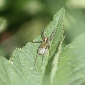 Pardosa species