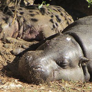 Pygmy Hippopotamus Cow and Calf