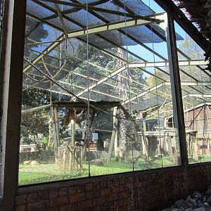 Buff-cheeked Gibbon Enclosure
