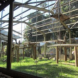 Buff-cheeked Gibbon Enclosure