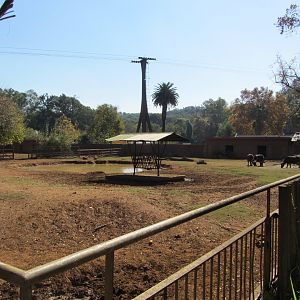 First Cape Buffalo Yard