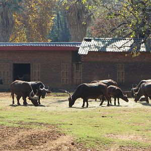 Cape Buffalo Herd