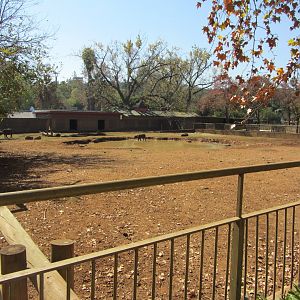 First Cape Buffalo Yard