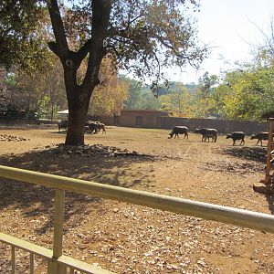 Second Cape Buffalo Yard