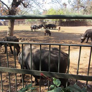 Second Cape Buffalo Yard
