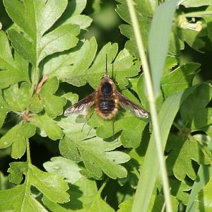 Large bee-fly - Bombylius major